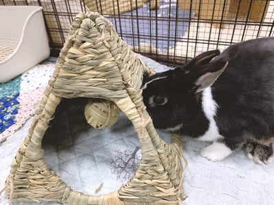 日本 Sumi-CA 金字塔草屋/草編帳篷 S/M1