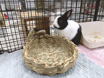 日本 Sumi-CA 兔耳草編窩 S/M4