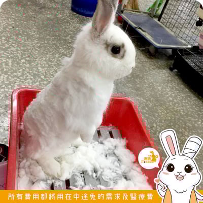 PiPe煙斗牌 ER-169 寵物專業電剪8