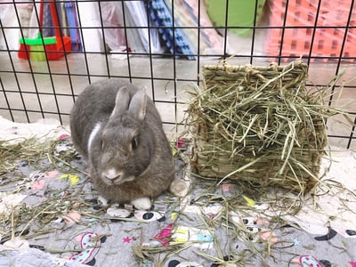 日本 Sumi-CA 燕麥草專用牧草架1