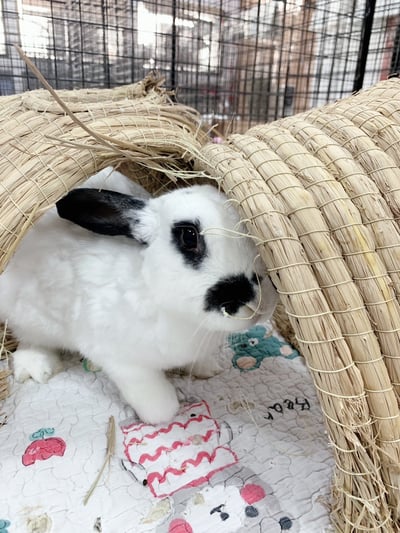 兔窩貓宅 隧道4