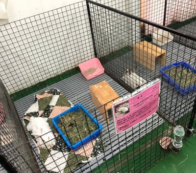 捐助 安置中心中途兔圍片(衛部救字第1141365125號)7