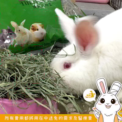 美國 兔子洞 果園草5