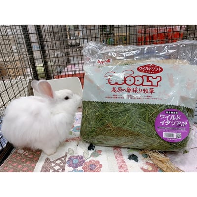 日本WOOLY 高原的義大利黑麥草 幼割 無選別4