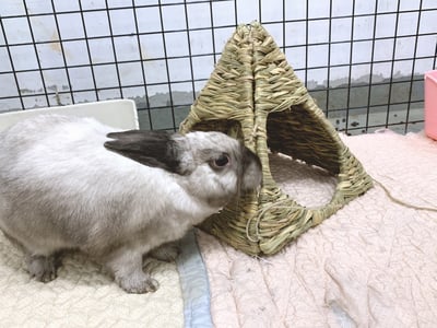 日本 Sumi-CA 金字塔草屋/草編帳篷 S/M4