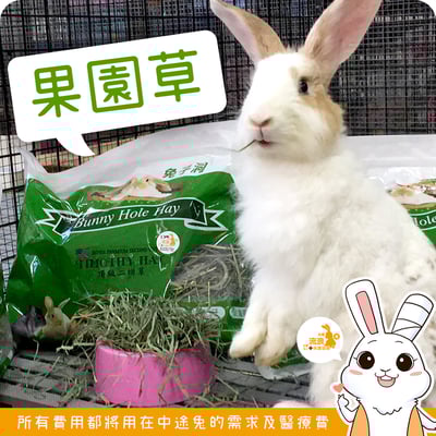 美國 兔子洞 果園草1