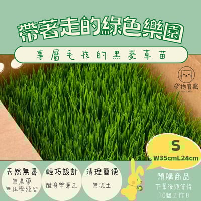 逗物寶藏｜小草皮義賣(冷藏宅配單獨出貨或協會自取)(無超商取貨)1