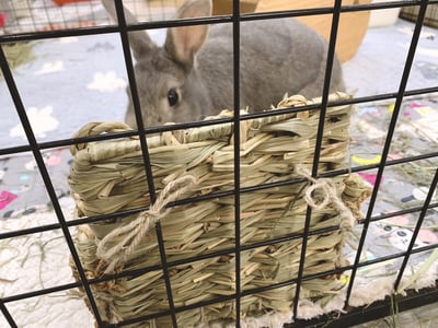 日本 Sumi-CA 燕麥草專用牧草架6