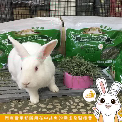 美國 兔子洞 果園草4