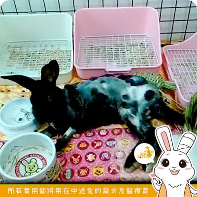 Gex 愛兔四角型兔子便盆4