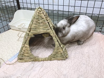 日本 Sumi-CA 金字塔草屋/草編帳篷 S/M3