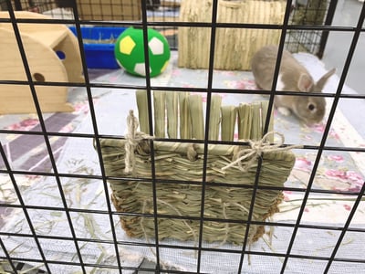 日本 Sumi-CA 提摩西專用牧草架7