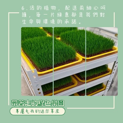 逗物寶藏｜小草皮義賣(冷藏宅配單獨出貨或協會自取)(無超商取貨)7