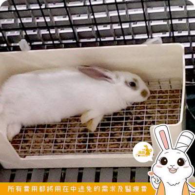 LillipHut麗利寶 愛兔長方形便盆5