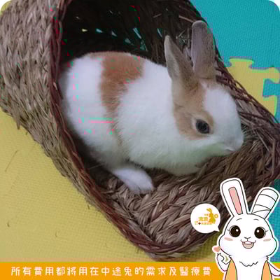 Jolly 大頭草鞋睡房 大號4