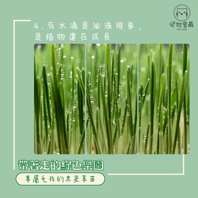 逗物寶藏｜小草皮義賣(冷藏宅配單獨出貨或協會自取)(無超商取貨)5