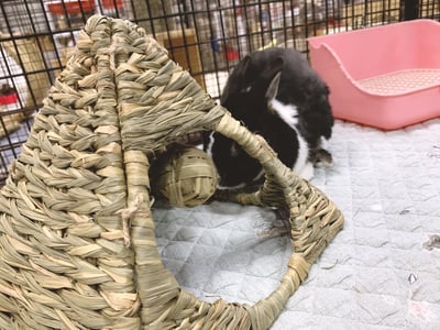 日本 Sumi-CA 金字塔草屋/草編帳篷 S/M2