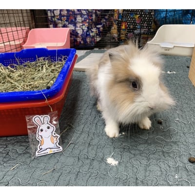 浪兔 icash2.0卡 造型卡 鑰匙圈5