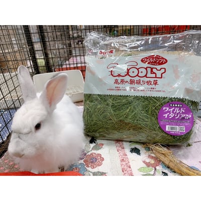 日本WOOLY 高原的義大利黑麥草 幼割 無選別2