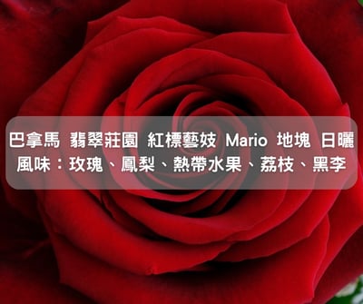 巴拿馬 翡翠莊園 紅標 藝妓 Mario地塊 日曬(半磅)2