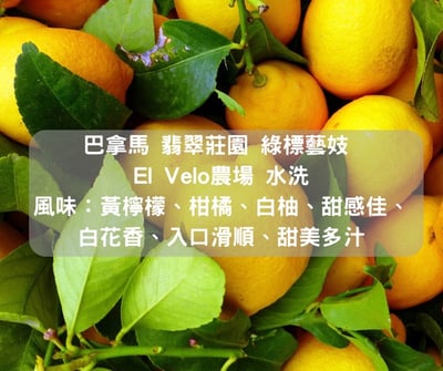 巴拿馬 翡翠莊園 綠標藝妓 El Velo農場 水洗(半磅)2
