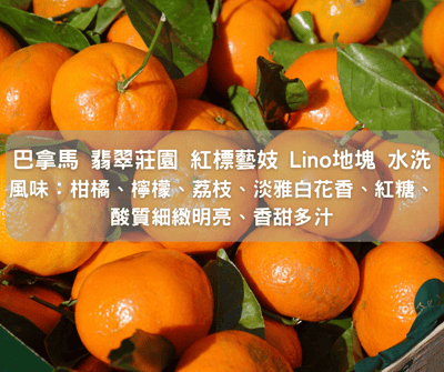 巴拿馬 翡翠莊園 紅標藝妓 Lino 地塊 水洗(半磅)2