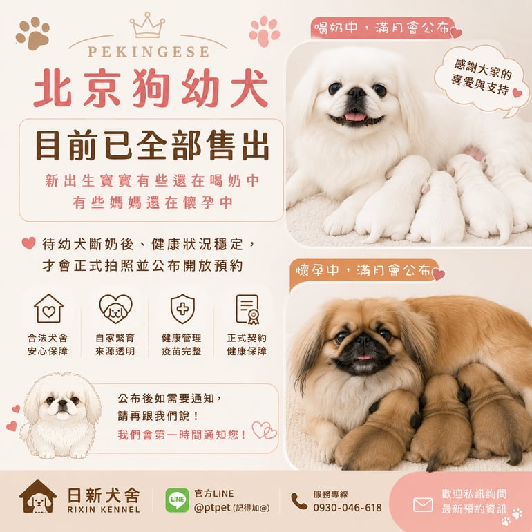 北京狗,京巴犬,Pekingese,ペキニーズ,페키니즈 강아지 北京狗示意照片