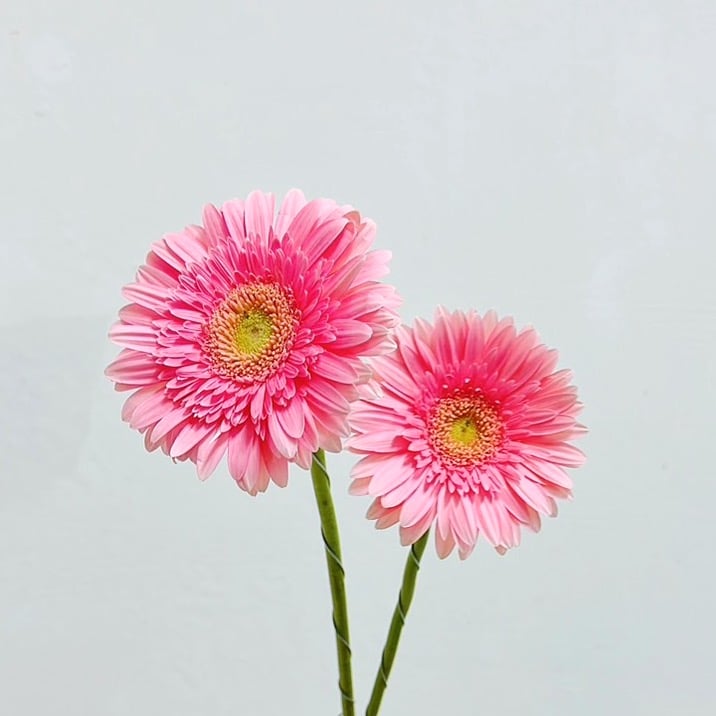 粉紅魅力太陽花 非洲菊