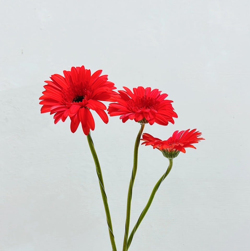 卡布紅太陽花 非洲菊