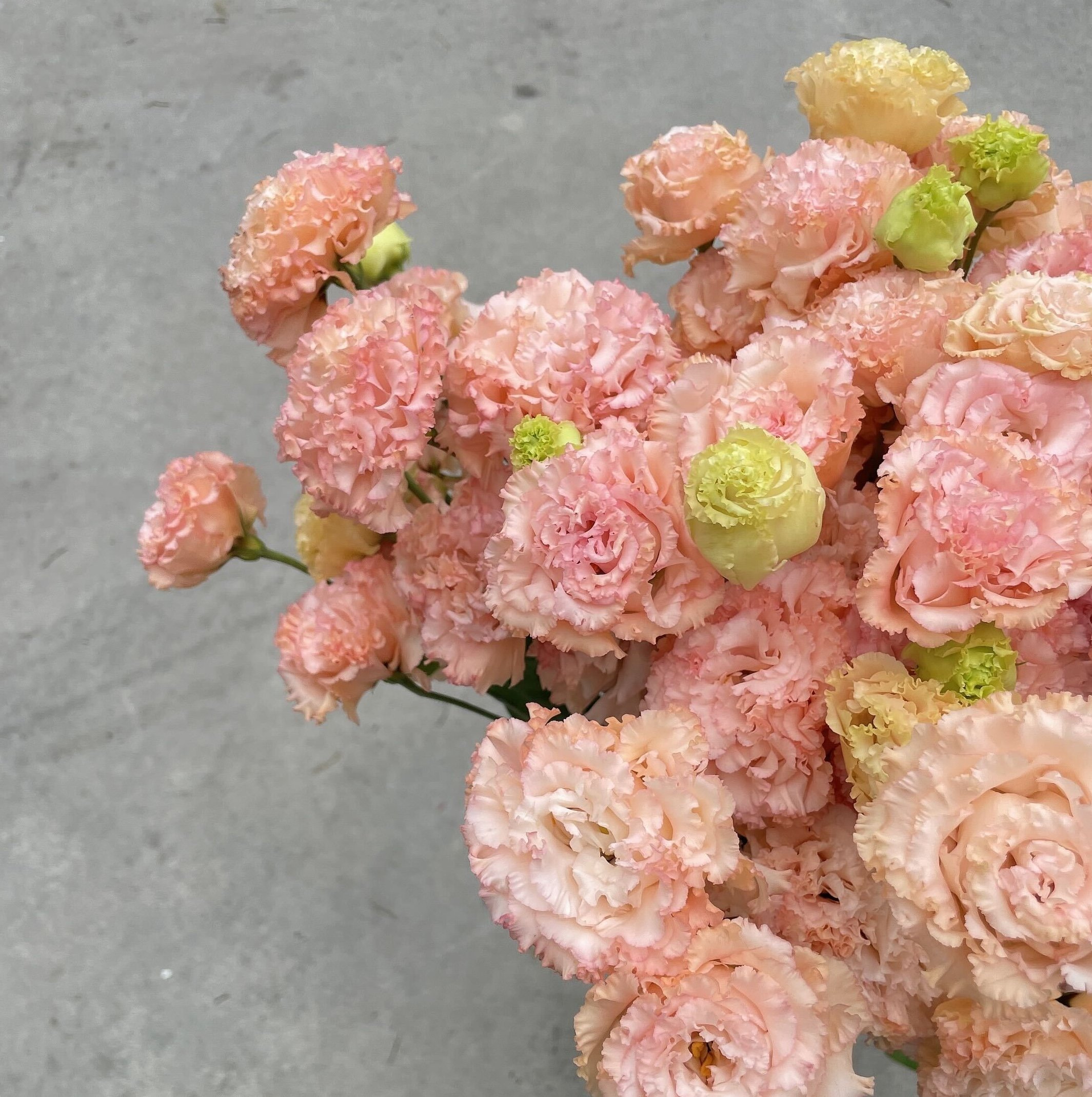 順風杏粉洋桔梗