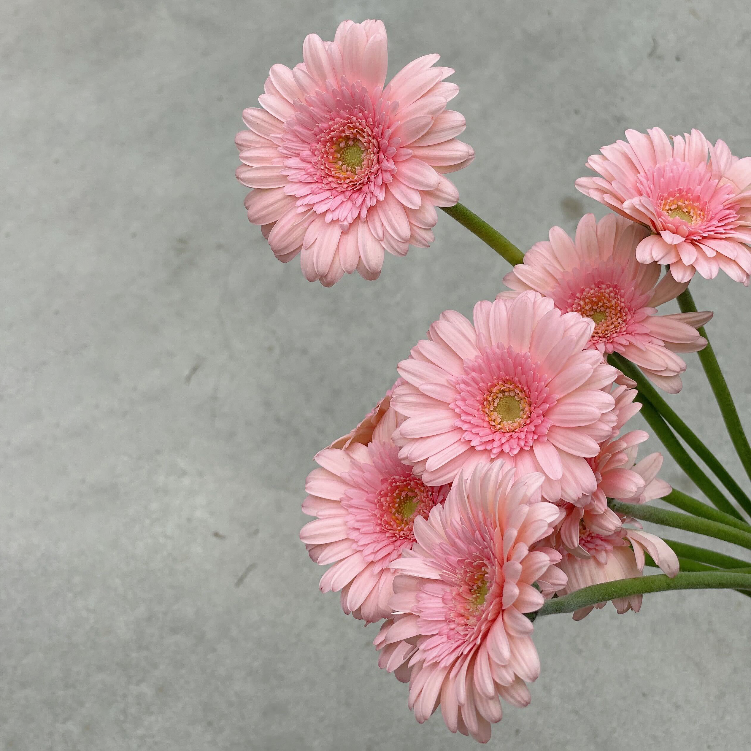 粉太陽花 非洲菊