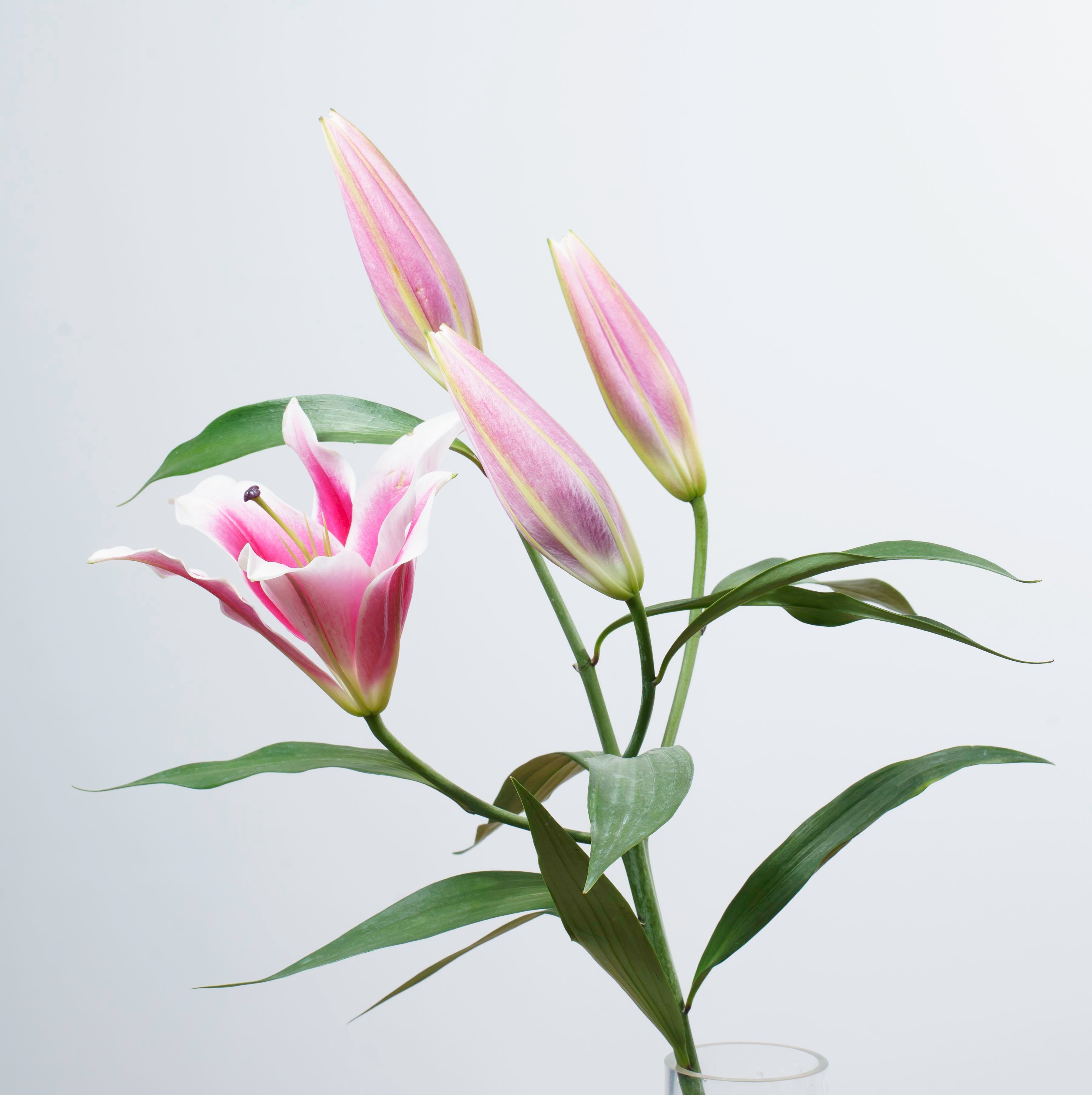 OT大連香水百合