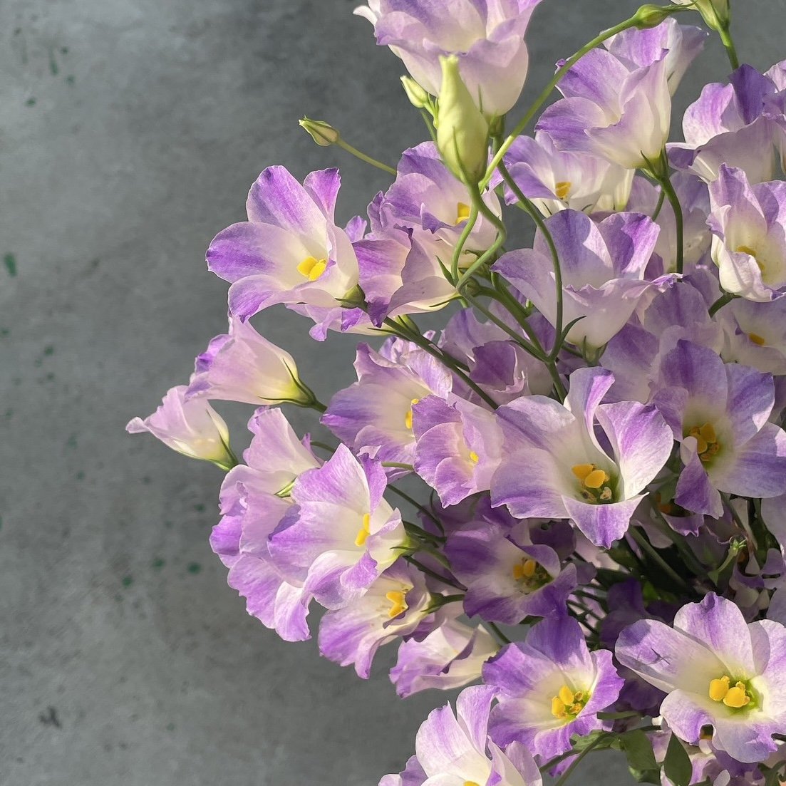 單瓣涼風洋桔梗 淺紫