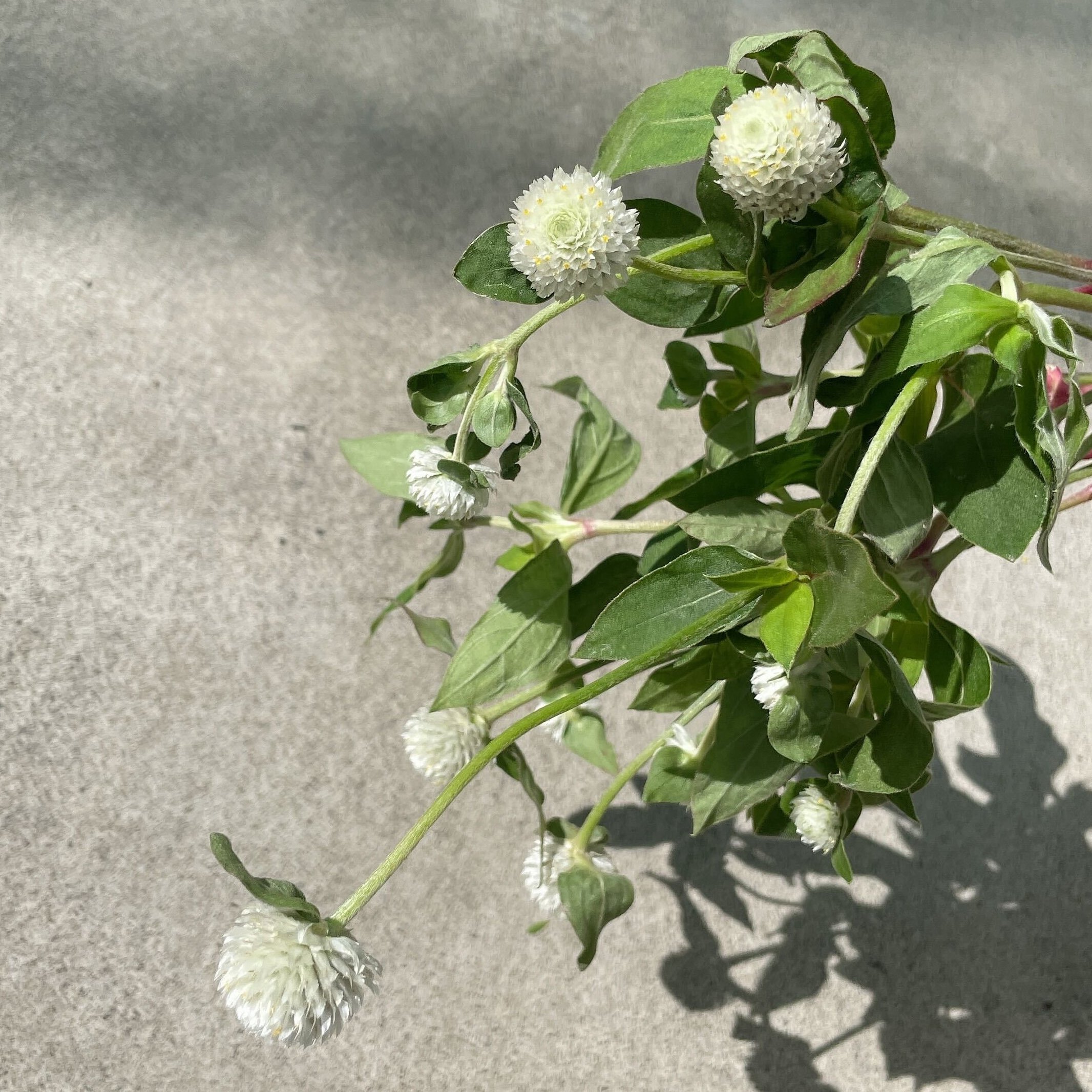 千日紅（圓仔花）