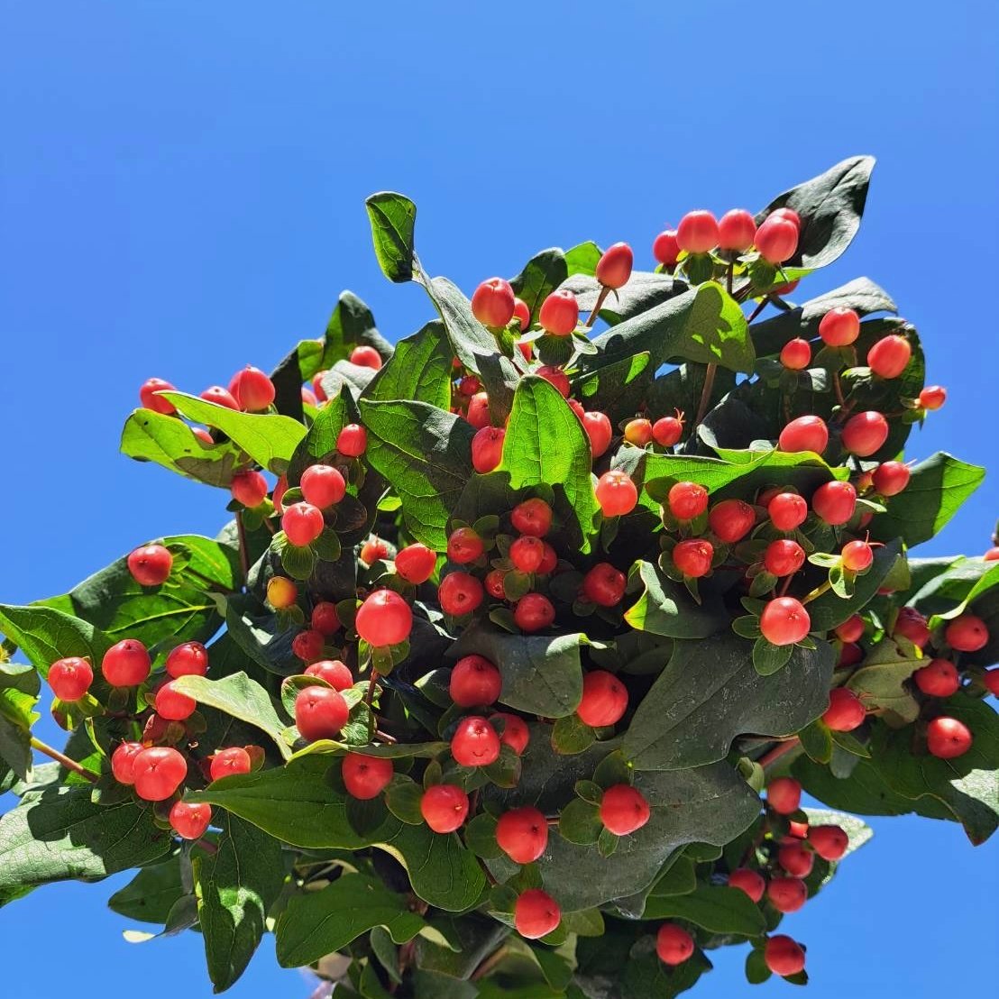 紅果金絲桃 (火龍果)