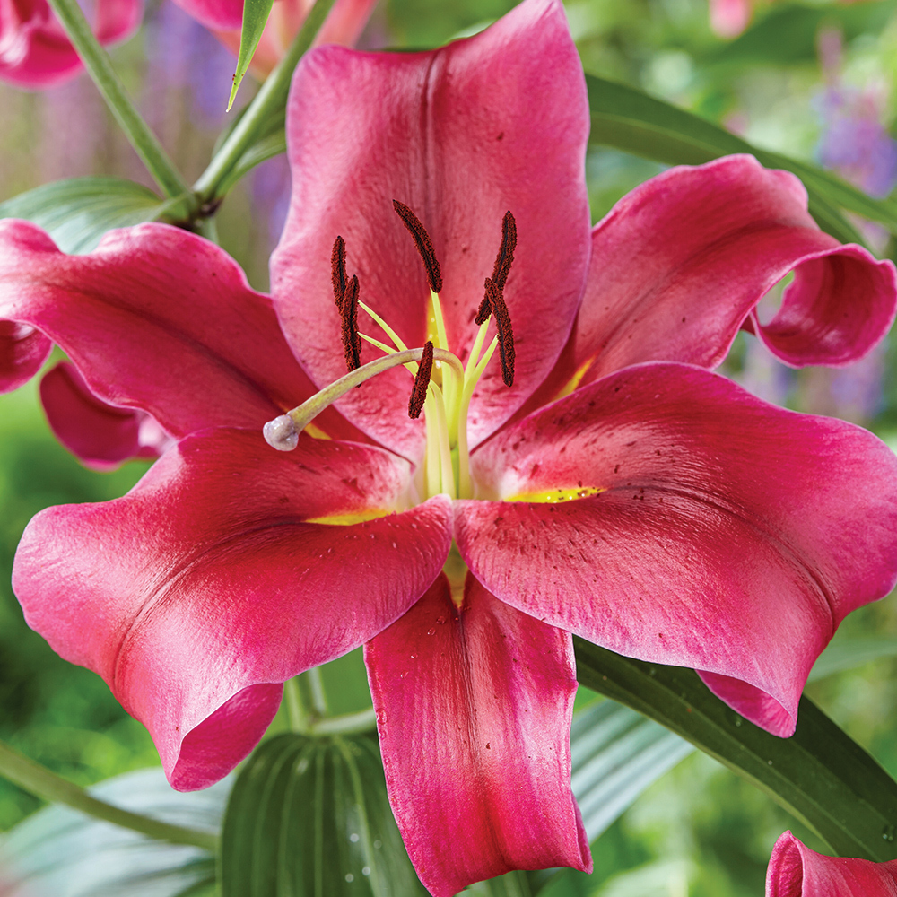 OT紅福特香水百合