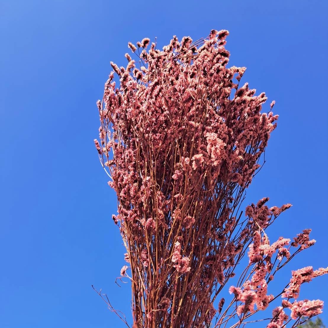 不凋水晶花 粉色