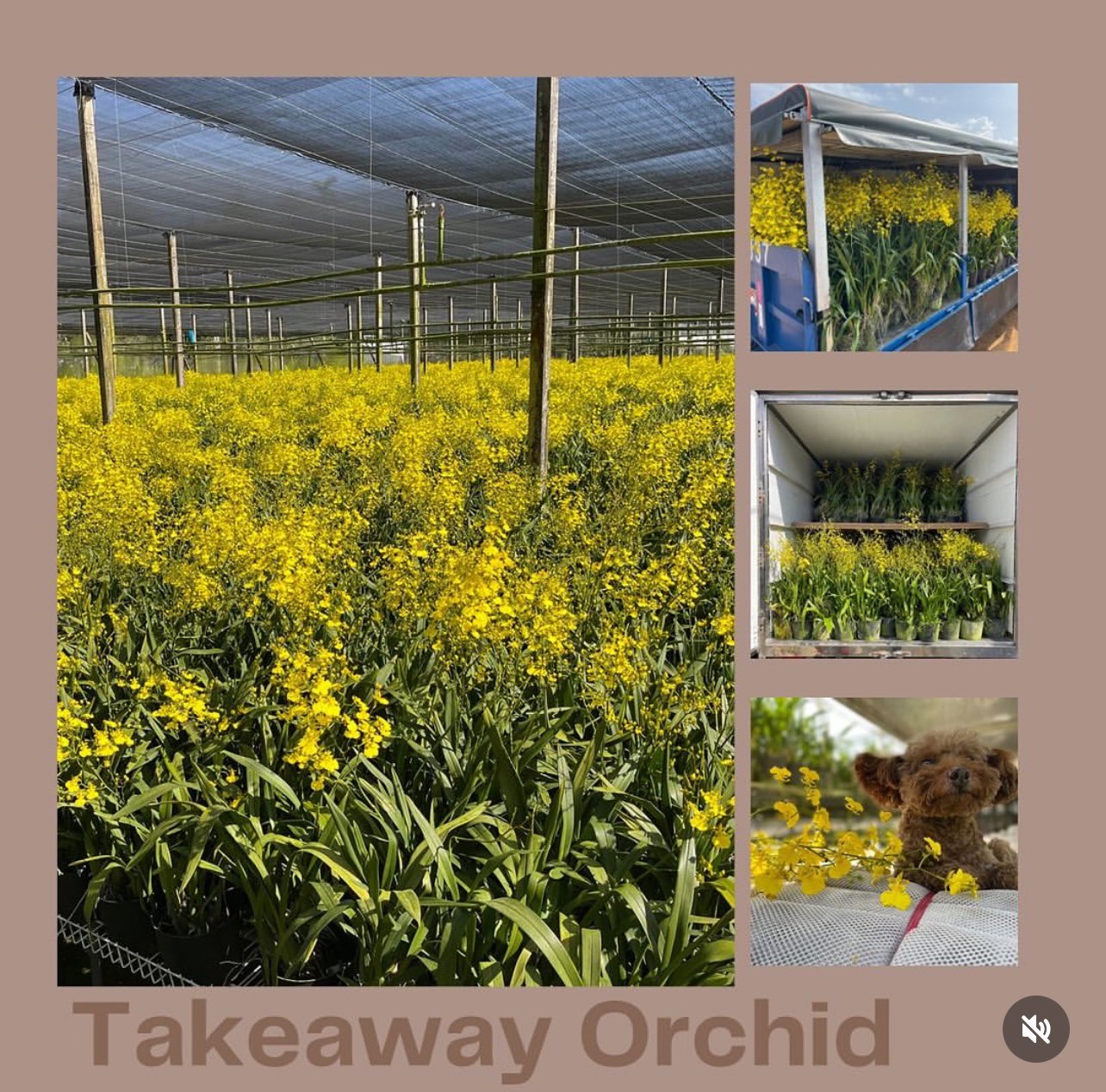 文心蘭盆栽 / 限「產地自取」