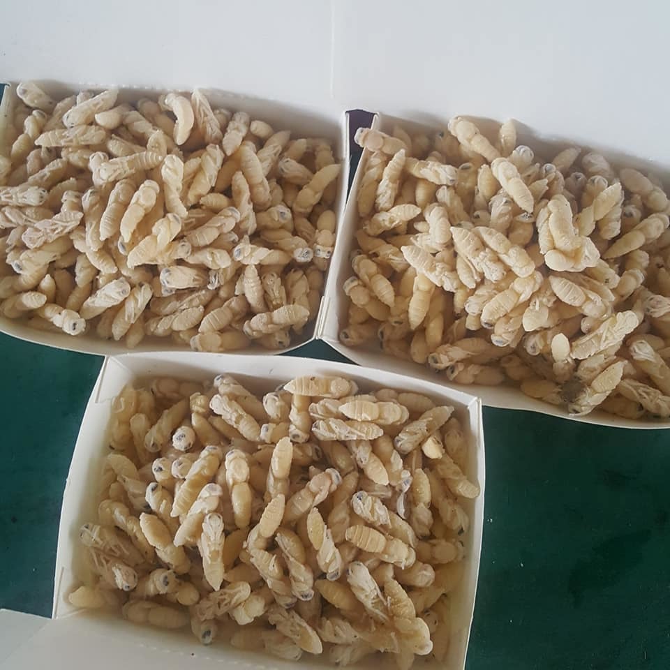 【限冷凍宅配&店到店】虎頭蜂蛹 三兩(約113克) 有眼睛有腳(不能搭超商免運活動)