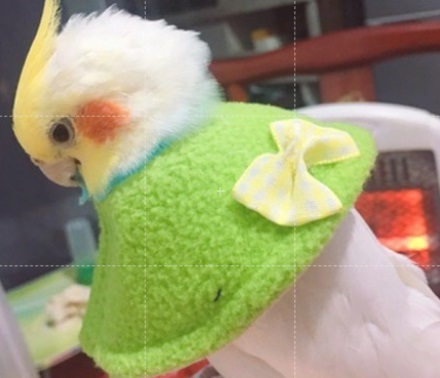 蜜袋鼯伊莉莎白頭套 (反戴款) 三種尺寸