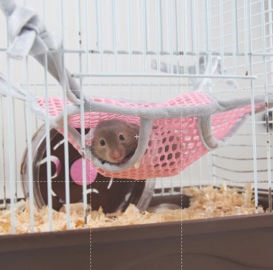 網狀吊床 單/雙層