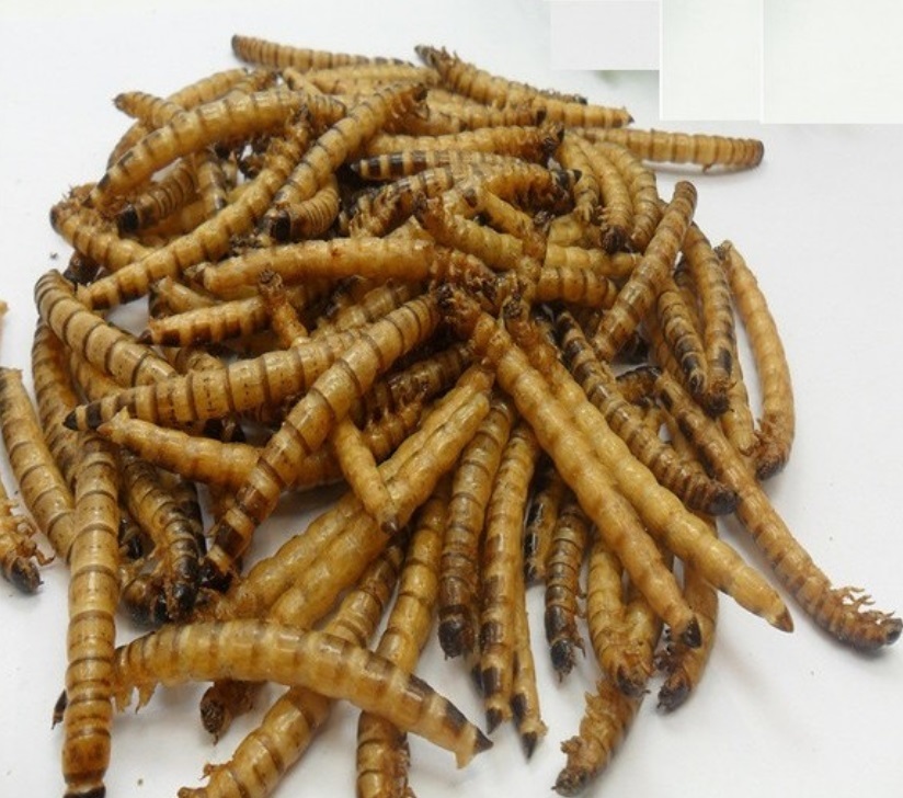 麥皮蟲乾(大麥蟲乾)