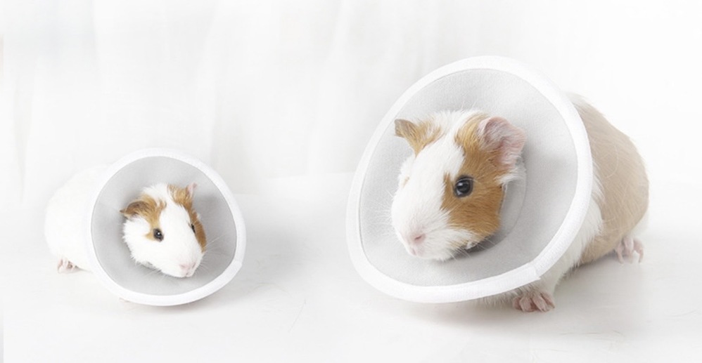 新款蜜袋鼯伊莉莎白頭套 兩種尺寸