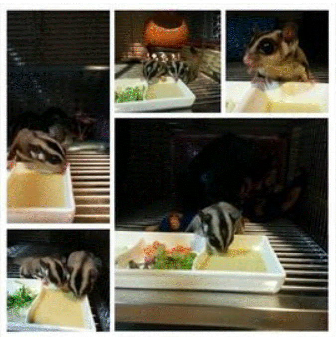 【限冷凍宅配/超商冷凍配送】蜜袋鼯 Reep's Wombaroo Diet (不含蜂蜜食譜) 一隻蜜袋鼯一個月份