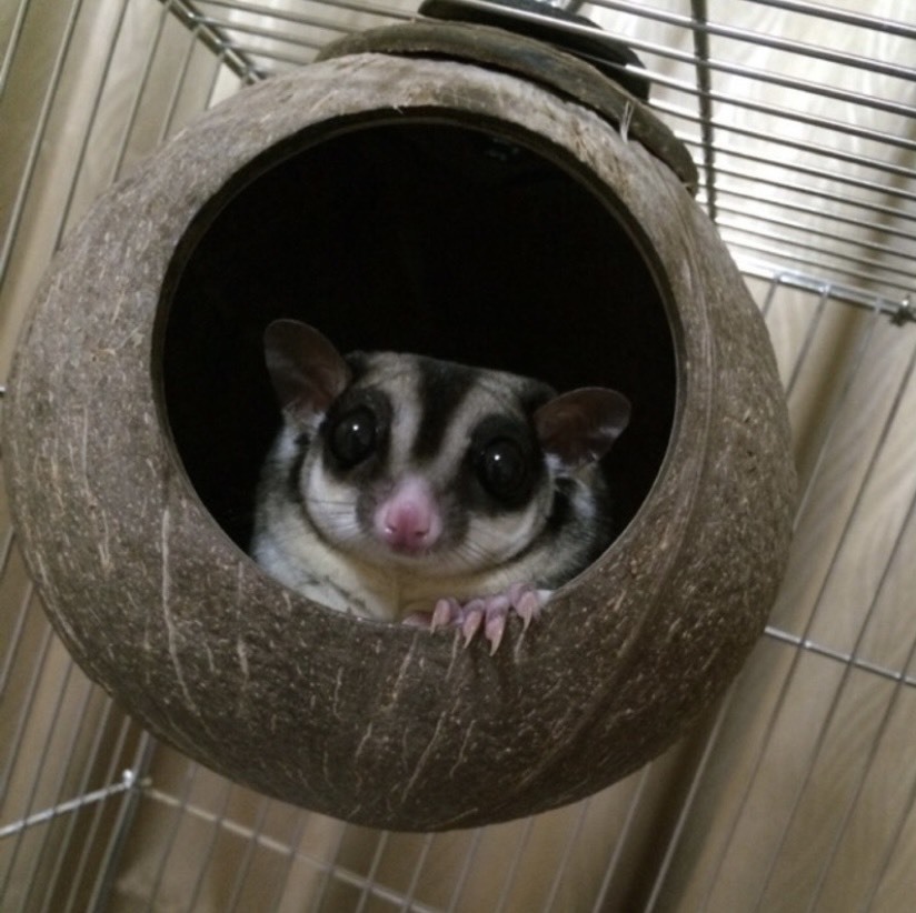 可鎖椰子殼 (圓)