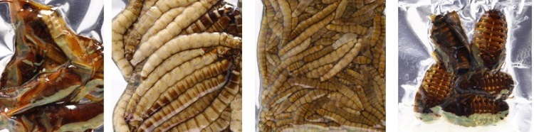 昆蟲鮮食包-麵包蟲/麥皮蟲/杜比亞/白蟋蟀/紅蚱蜢