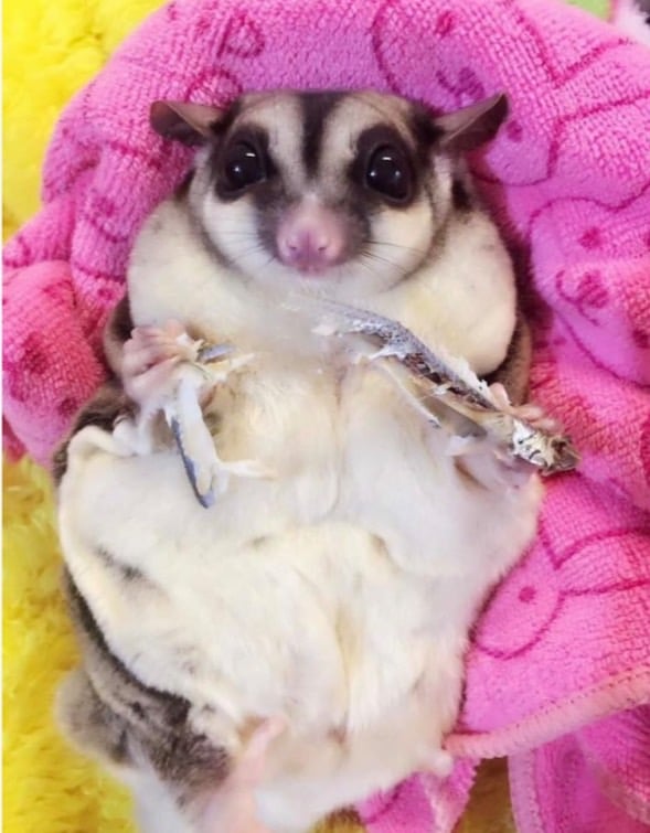 自製新鮮無鹽丁香魚/小魚鮮食 (僅冷凍宅配)