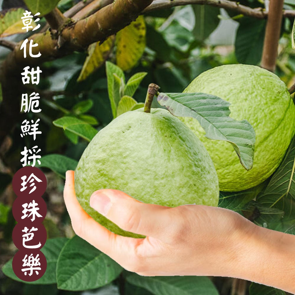 彰化脆甜高品珍珠芭樂8斤裝