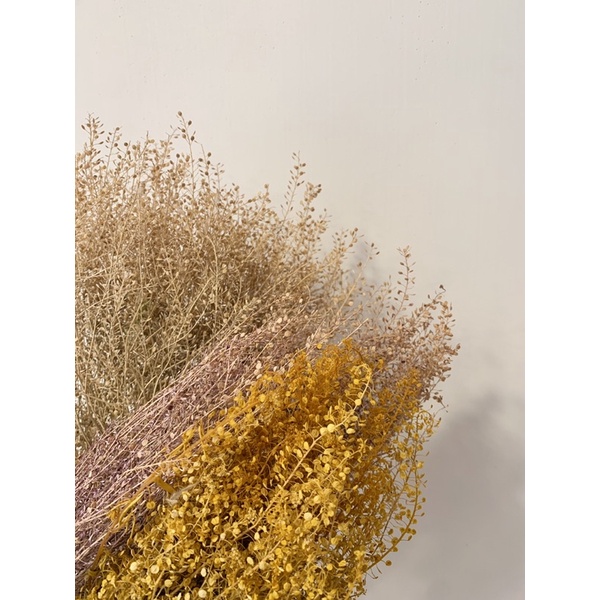 小團扇葉/珍珠草