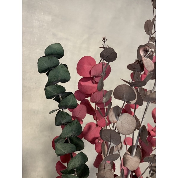 永生圓葉尤加利